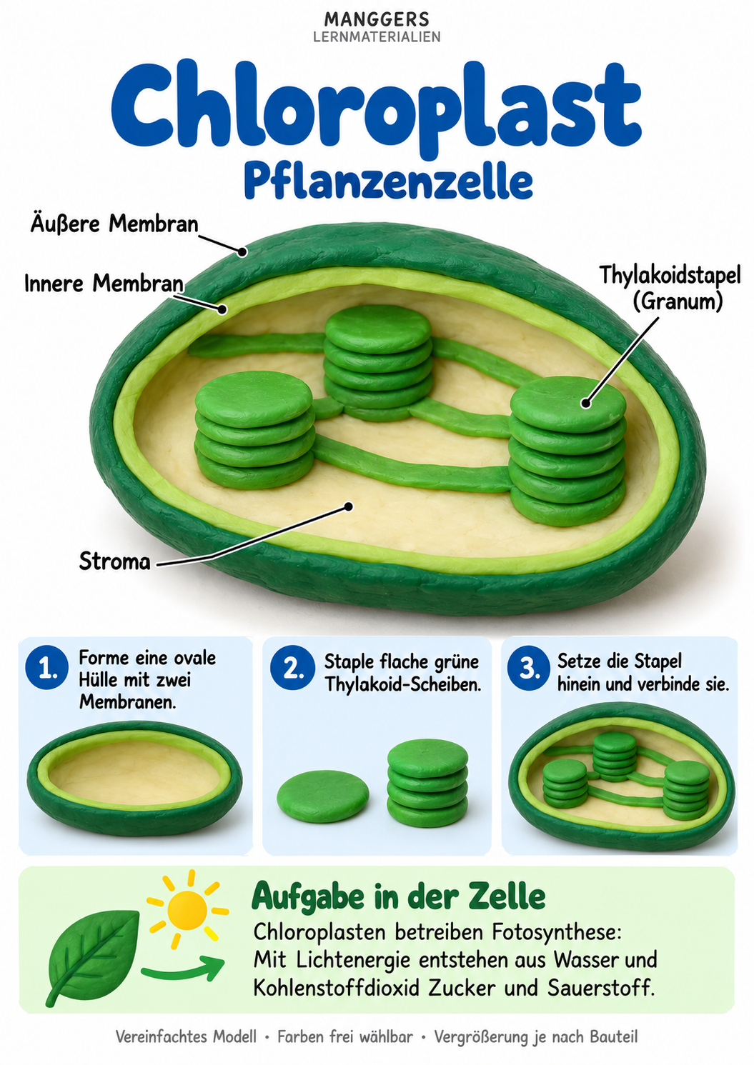 Lernblatt: Chloroplast