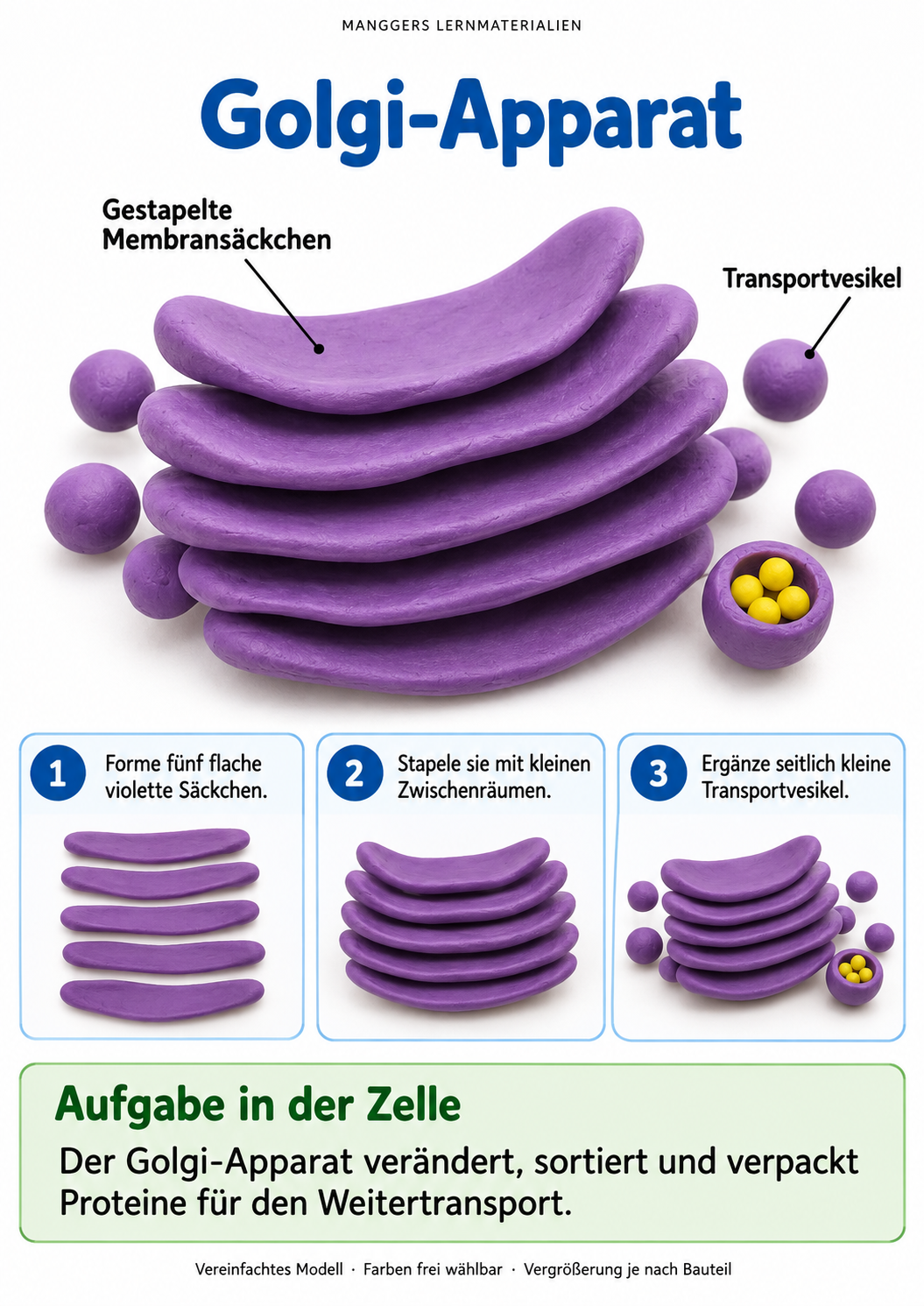 Lernblatt: Golgi-Apparat