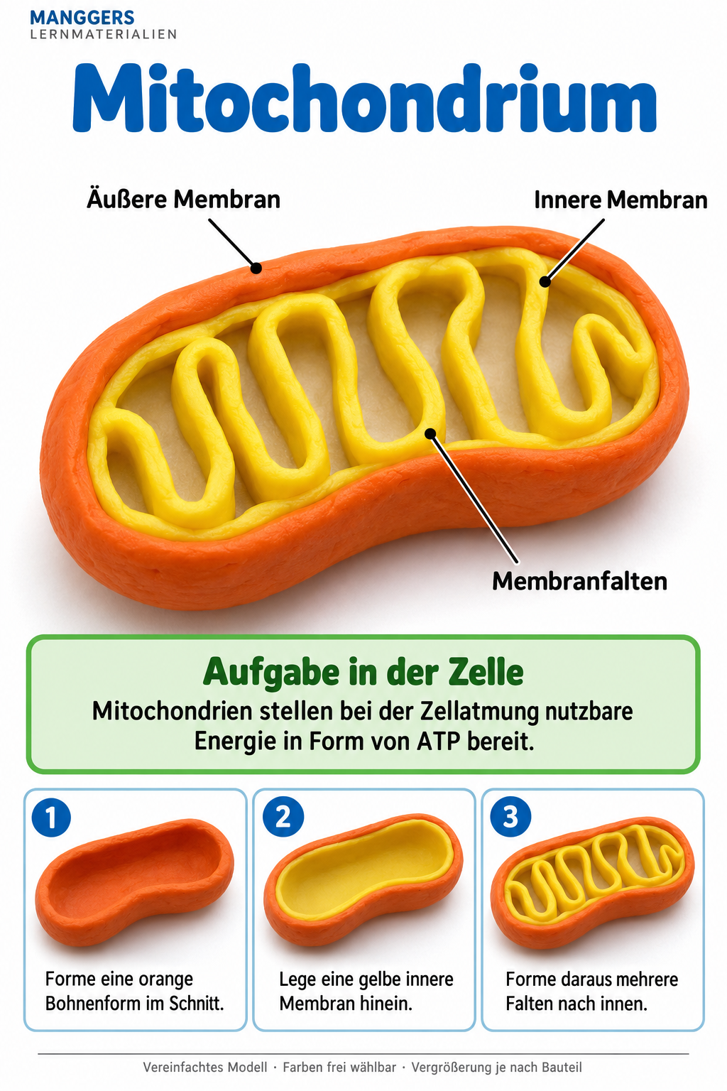Lernblatt: Mitochondrium