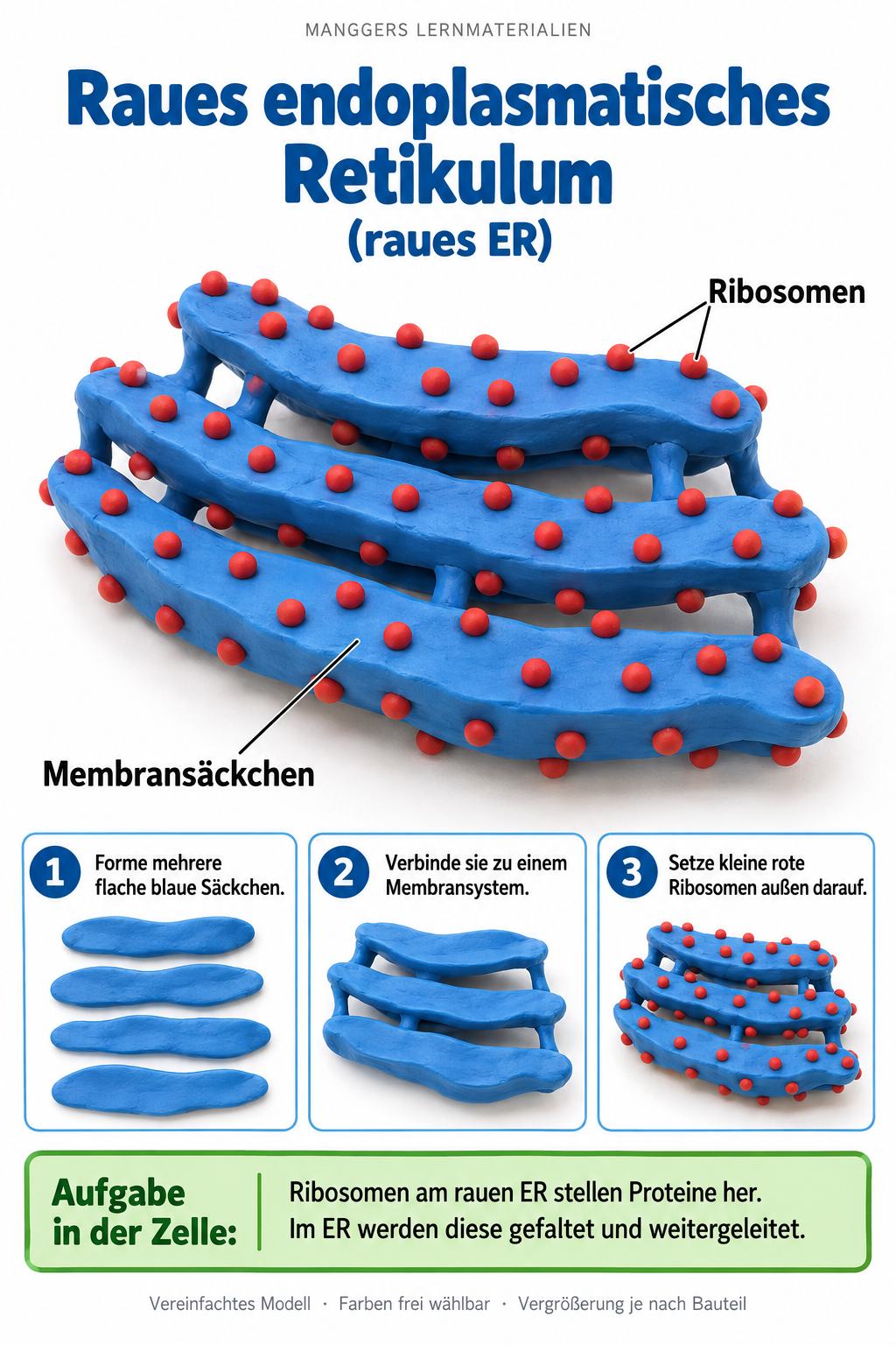 Lernblatt: Raues endoplasmatisches Retikulum