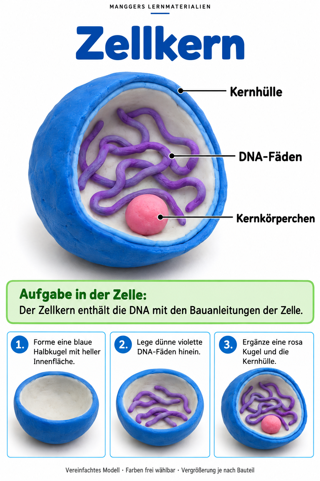 Lernblatt: Zellkern