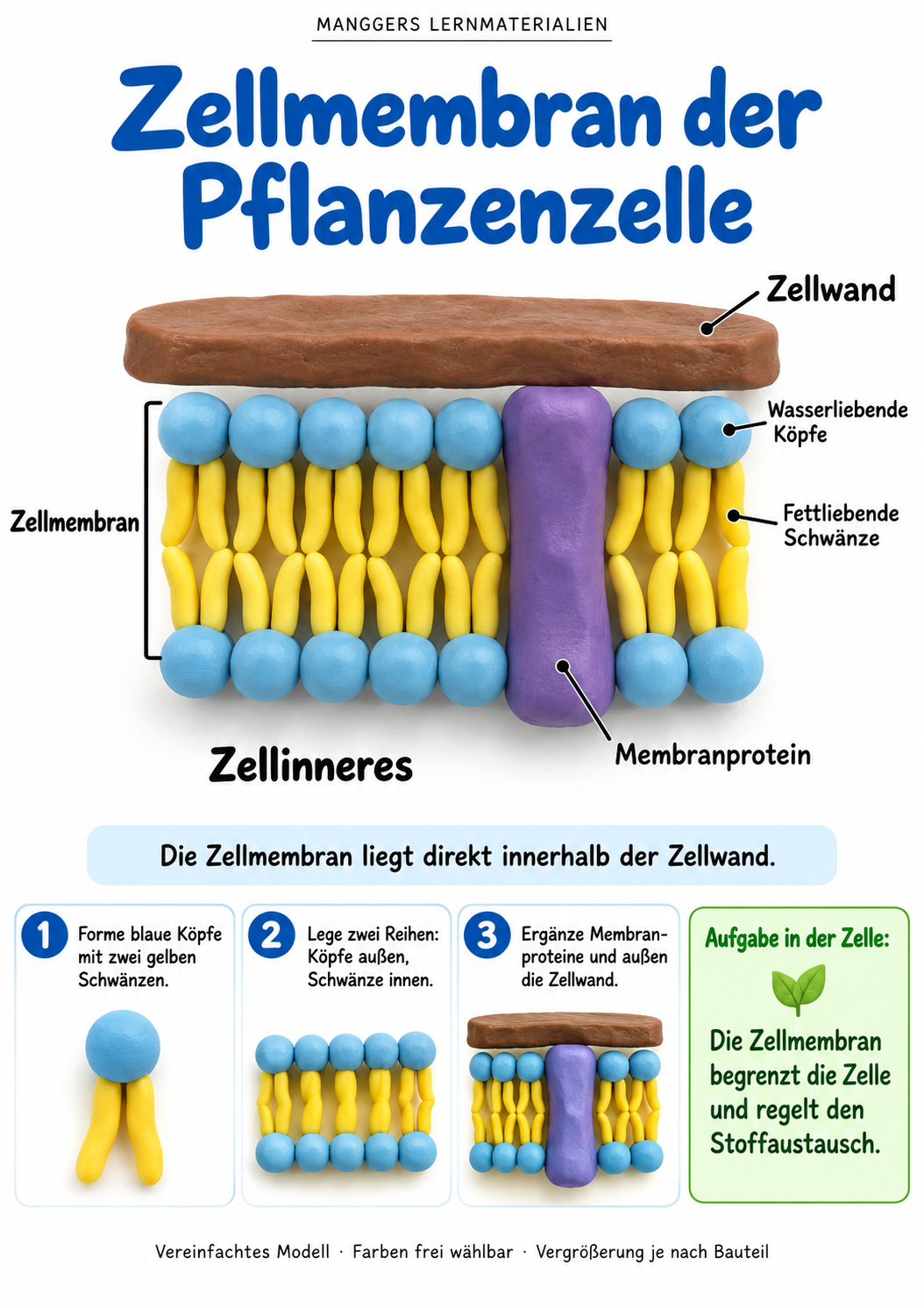 Lernblatt: Zellmembran der Pflanzenzelle
