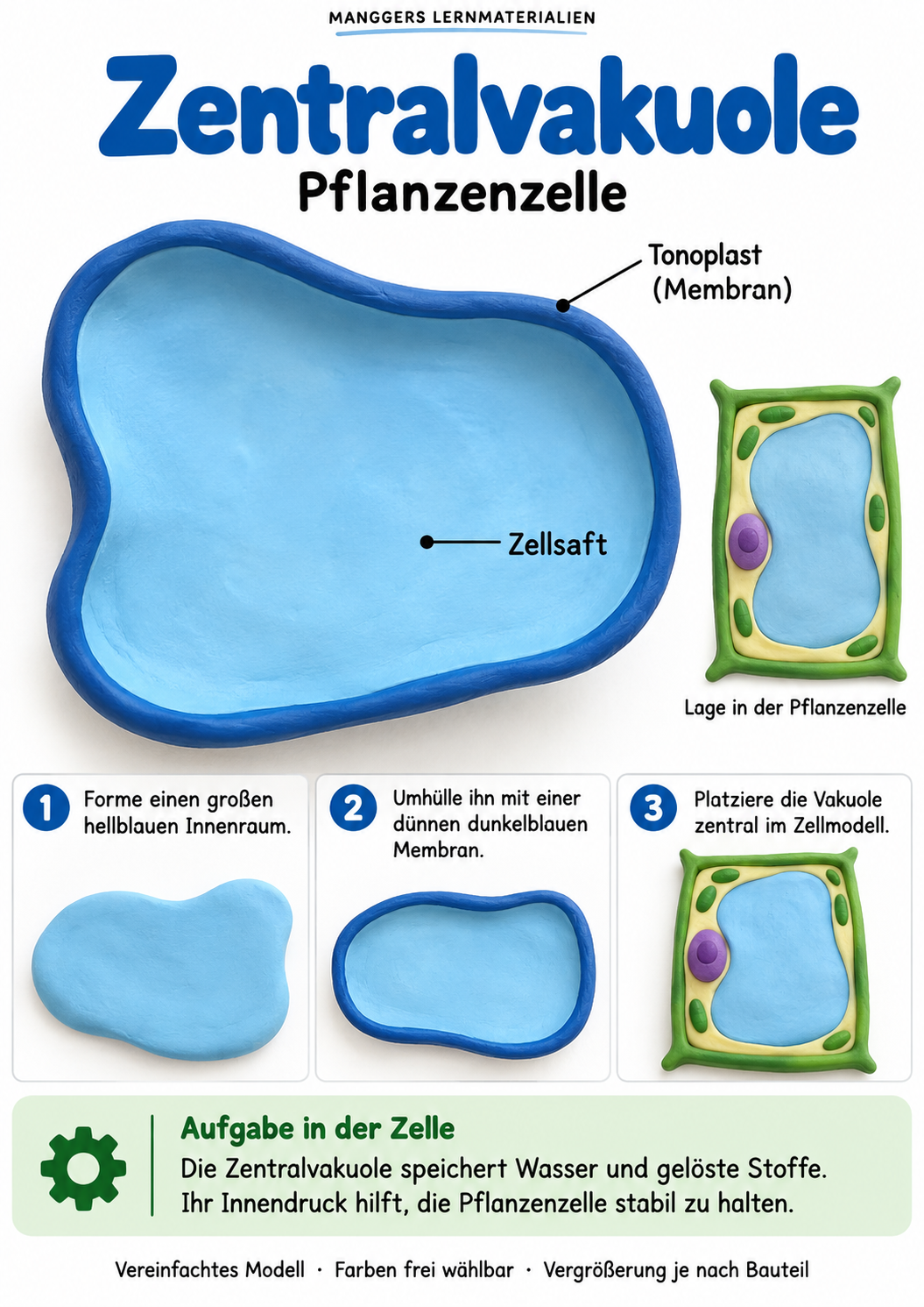 Lernblatt: Zentralvakuole